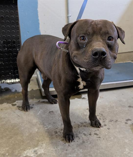 Shelter Stray Male Dog last seen , Camarillo, CA 93010
