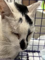Shelter Stray Male Cat last seen RIVER RD ASTOR, 12280 County Rd 448, Tavares, FL 32778, USA