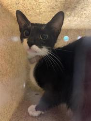 Shelter Stray Female Cat last seen Near BLOCK N GLENN AVE, FRESNO CA 93701 1835, 5277 E Airways Blvd, Fresno, CA 93727, USA