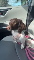 Lost Female Dog last seen Brownstone cir N. , Harlingen, TX 78552