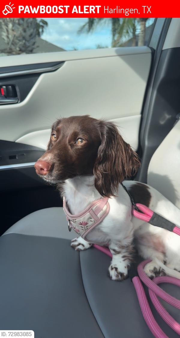 Lost Female Dog last seen Brownstone cir N. , Harlingen, TX 78552