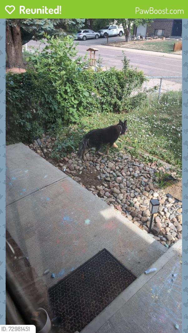 Reunited Male Dog last seen Rainbow Dr, Denver, CO 80229, USA, Denver, CO 80229