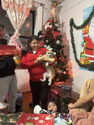 Lost Female Dog last seen Sweetgum playground, The Bronx, NY 10461