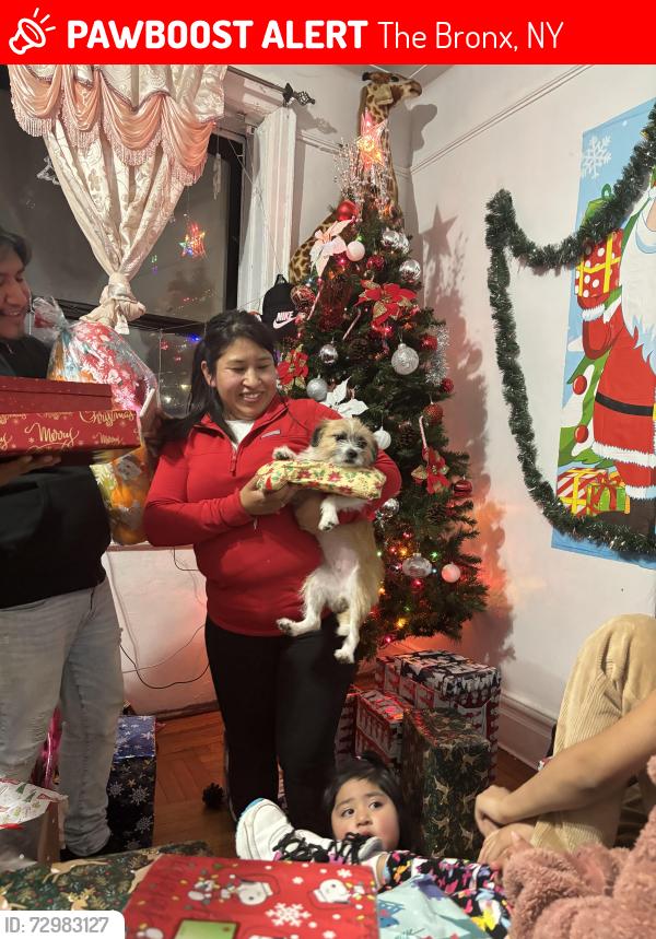 Lost Female Dog last seen Sweetgum playground, The Bronx, NY 10461