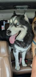 Lost Male Dog last seen Near Garrett Drive Magnolia, Magnolia, TX 77354