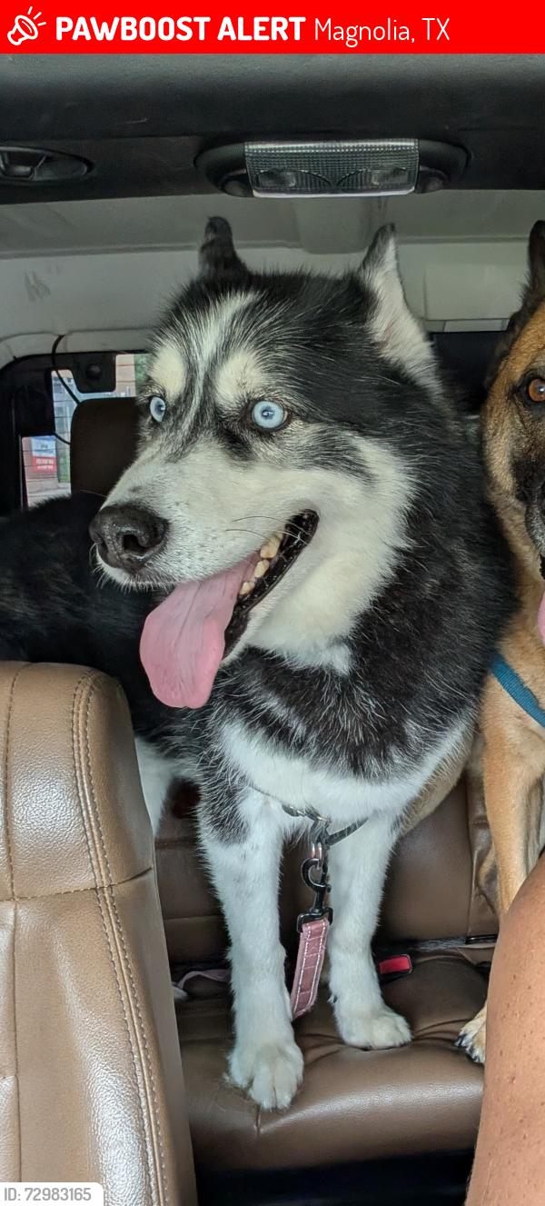 Lost Male Dog last seen Near Garrett Drive Magnolia, Magnolia, TX 77354
