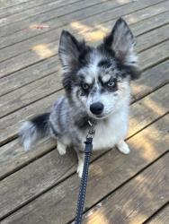 Lost Male Dog last seen Near and Hollywood , Pembroke Park, FL 33021
