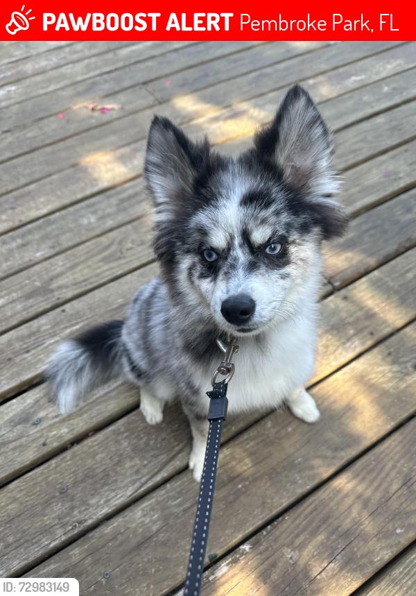 Lost Male Dog last seen Near and Hollywood , Pembroke Park, FL 33021