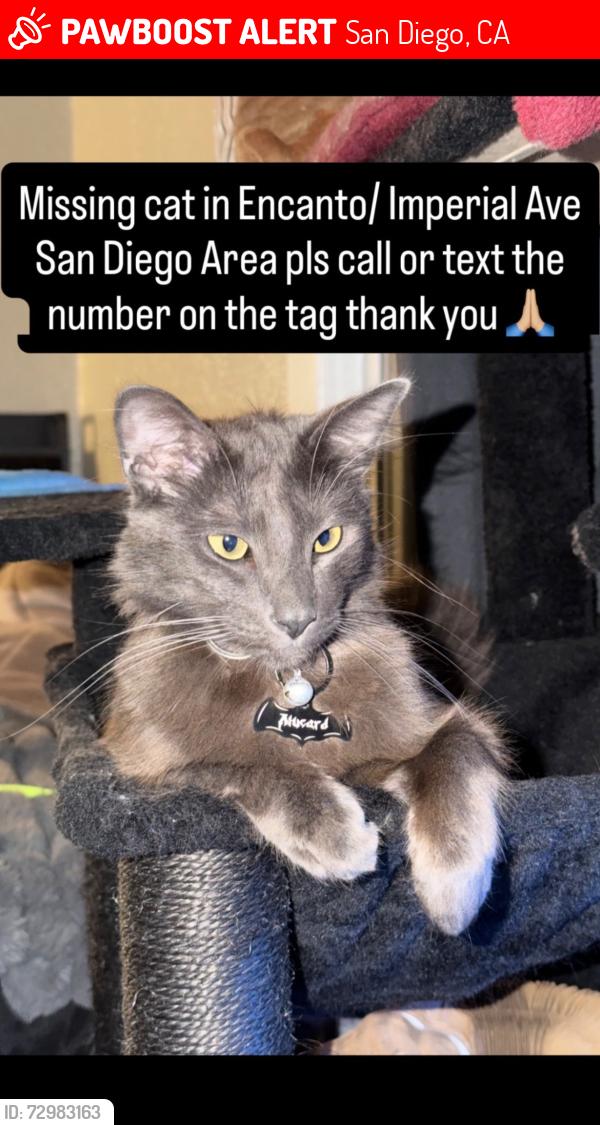 Lost Male Cat last seen Imperial Ave. And 63rd St. , San Diego, CA 92114