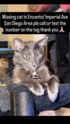 Lost Male Cat last seen Imperial Ave. And 63rd St. , San Diego, CA 92114