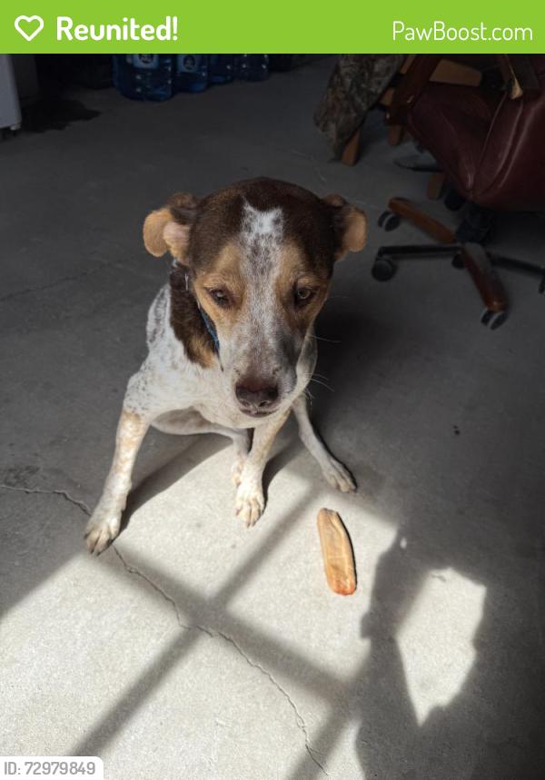 Reunited Female Dog last seen Near S Flamingo Rd, Davie, FL 33330, USA, Davie, FL 33330