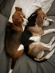 Lost Female Dog last seen Near barrios bay ln, La Porte, TX 77571