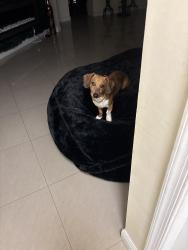 Reunited Male Dog last seen Near NW. first Manor plantation Florida, Plantation, FL 33317