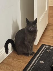 Lost Male Cat last seen N. Dillon St and Marathon, Los Angeles, CA 90026