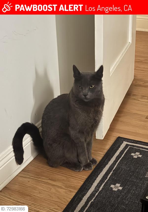 Lost Male Cat last seen N. Dillon St and Marathon, Los Angeles, CA 90026