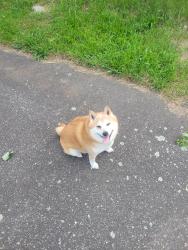 Lost Male Dog last seen Robeson and maple st baycoast bank., Fall River, MA 02720