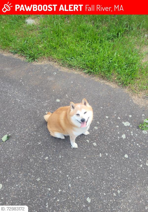 Lost Male Dog last seen Robeson and maple st baycoast bank., Fall River, MA 02720