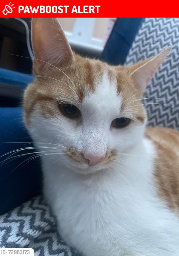 Lost Male Cat last seen Near stoneycroft Crescent, Merseyside, England L13 6QN