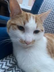 Lost Male Cat last seen Near stoneycroft Crescent, Merseyside, England L13 6QN