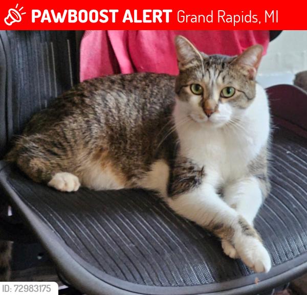 Lost Female Cat last seen College St, Grand Rapids, MI 49503