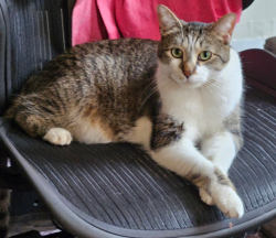 Lost Female Cat last seen College St, Grand Rapids, MI 49503