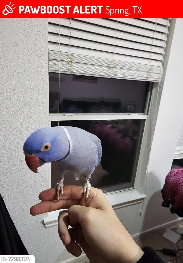 Lost Male Bird last seen Spinning wheel park, Spring, TX 77382