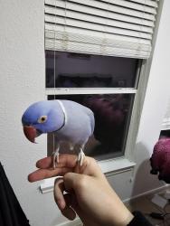 Lost Male Bird last seen Spinning wheel park, Spring, TX 77382