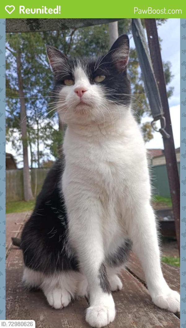 Reunited Female Cat last seen Squadron Cres/Regiment Drive, Rutherford, NSW 2320