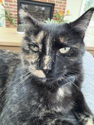 Reunited Female Cat last seen Alden , Fort Hunt, VA 22308