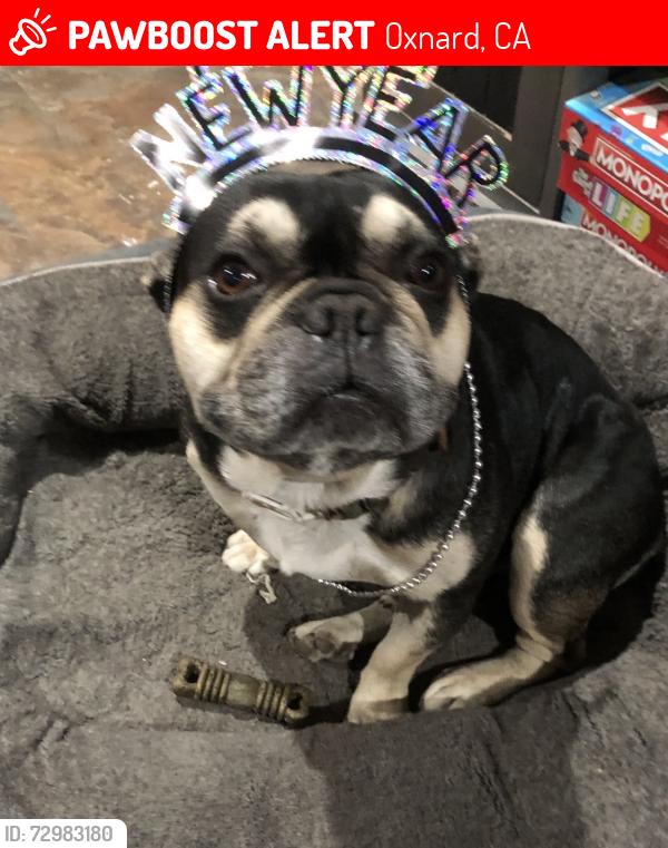 Lost Male Dog last seen Jst, Oxnard, CA 93033