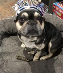 Lost Male Dog last seen Jst, Oxnard, CA 93033