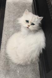 Lost Male Cat last seen Crawford area, Cape Town, WC 