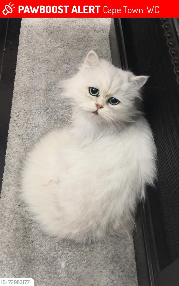 Lost Male Cat last seen Crawford area, Cape Town, WC 