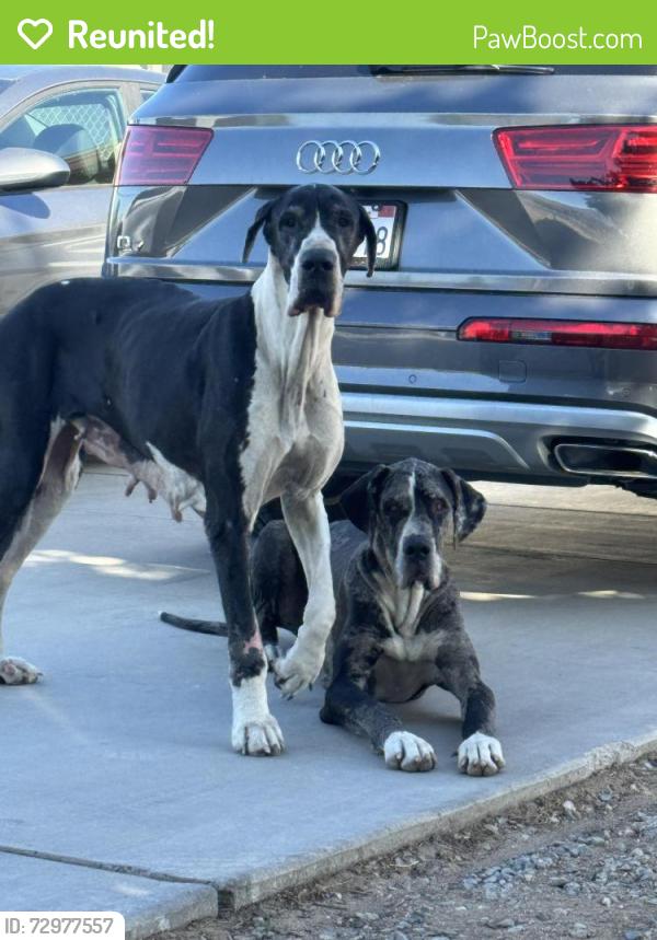 Reunited Female Dog last seen Halinor/7th , Hesperia, CA 92345