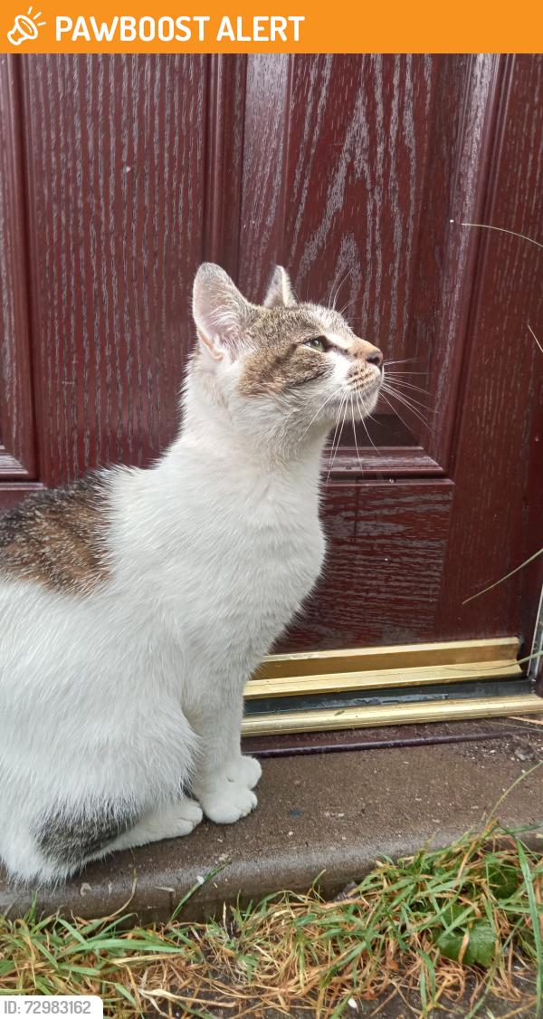 Found/Stray Male Cat last seen Adamsdown, Cardiff, Cardiff, Wales CF24 1NN