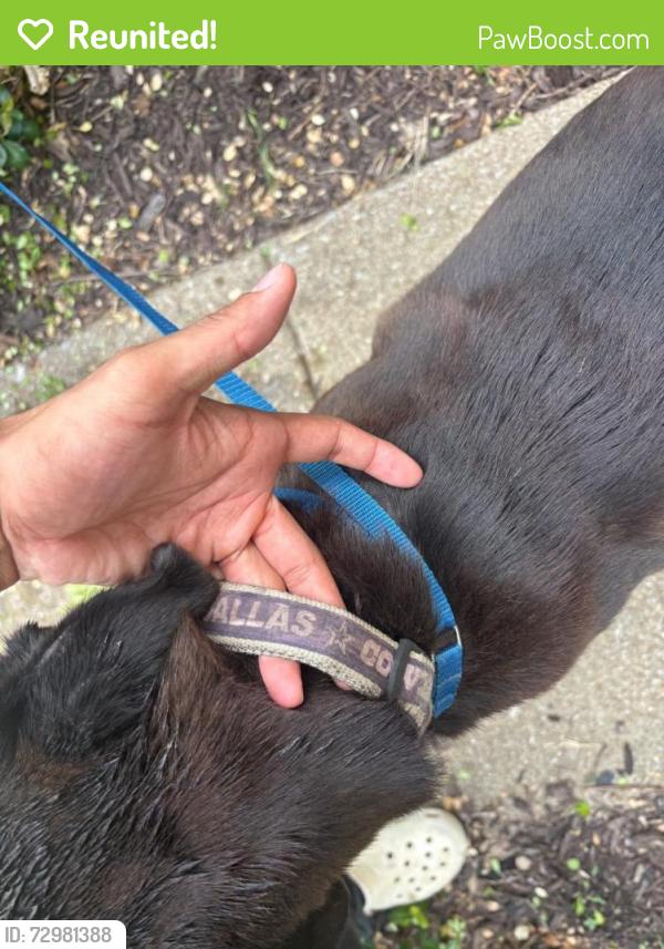Reunited Female Dog last seen S Carrier Pkwy, Grand Prairie, TX, USA, Grand Prairie, TX 75052
