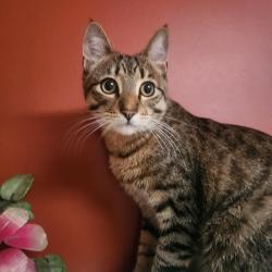 Reunited Male Cat last seen Chatham street, Vancouver, BC V5R 5E3