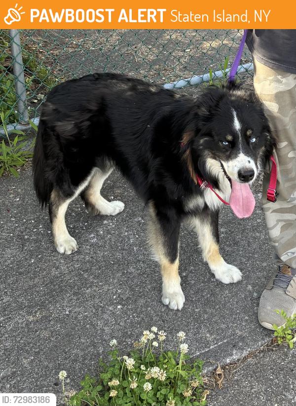Found/Stray Unknown Dog last seen Hylan blvd and chesterton ave, Staten Island, NY 10306
