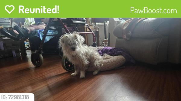 Reunited Male Dog last seen Sw 15th St and Hensley , Troutdale, OR 97060