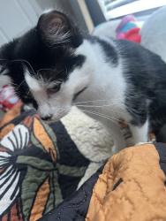 Lost Female Cat last seen Parkside Village, Winston-Salem, NC 27127
