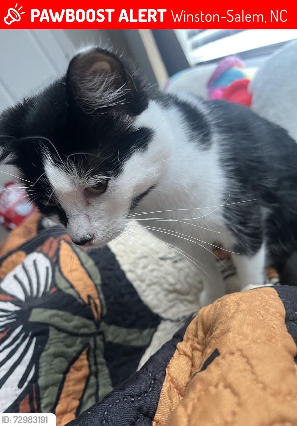 Lost Female Cat last seen Parkside Village, Winston-Salem, NC 27127