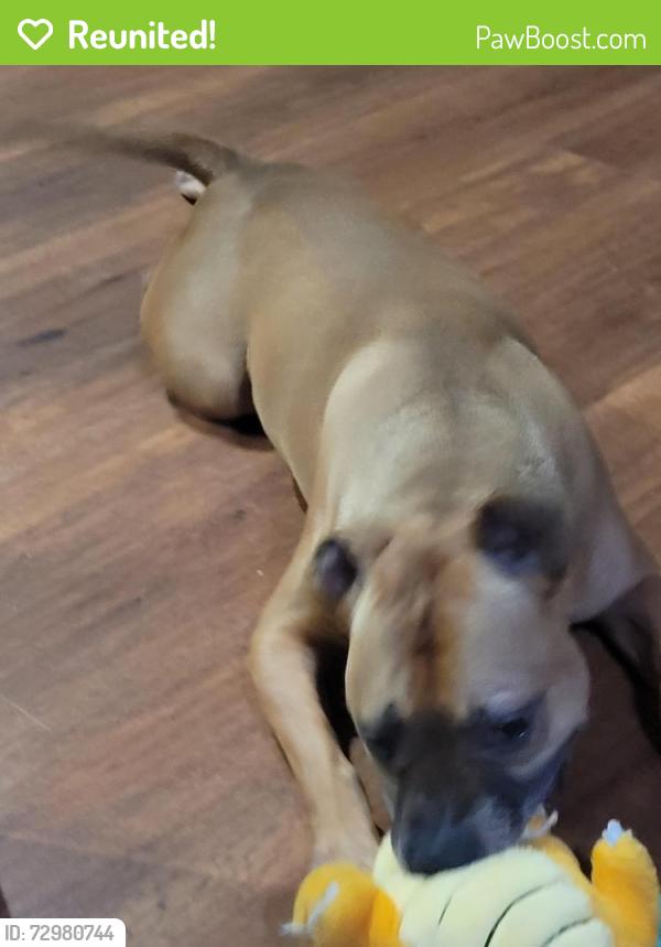 Reunited Male Dog last seen Walnut Bend, Houston, TX 77042