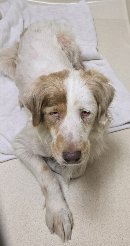 Shelter Stray Male Dog last seen Hamilton, OH 45011, Hamilton, OH 45011