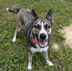 Shelter Stray Male Dog last seen Hwy 491 & Cardinal, Lecanto, FL, 4030 S Airport Rd, Inverness, FL 34450, USA