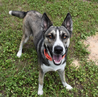Shelter Stray Male Dog last seen Hwy 491 & Cardinal, Lecanto, FL, 4030 S Airport Rd, Inverness, FL 34450, USA