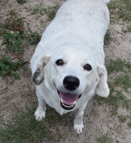 Shelter Stray Female Dog last seen Citrus County, FL 34429, Inverness, FL 34450