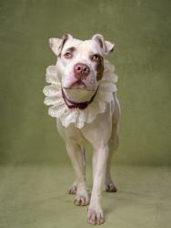 Shelter Stray Female Dog last seen Atlanta, GA 30318, Atlanta, GA 30336