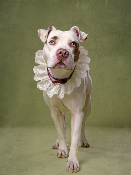 Shelter Stray Female Dog last seen Near Hollywood rd, Atlanta, GA, 1251 Fulton Industrial Blvd NW, Atlanta, GA 30336, USA