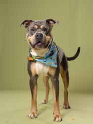 Shelter Stray Male Dog last seen Atlanta, GA 30318, Atlanta, GA 30336