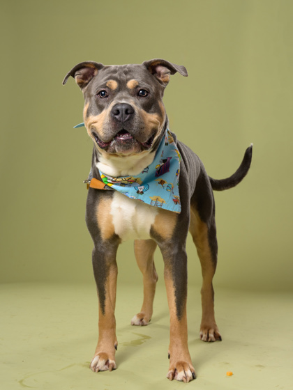Shelter Stray Male Dog last seen Near Collier Ridge Dr, Atlanta, GA, 1251 Fulton Industrial Blvd NW, Atlanta, GA 30336, USA